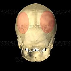 Clicca sull'immagine per ingrandirla

Nome:  posteriore-vista-adulto-cranio-~-3D404027.jpg
Visite: 524
Dimensione:  11.7 KB