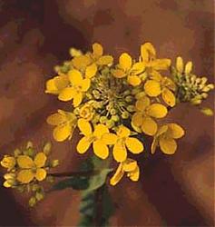 Clicca sull'immagine per ingrandirla

Nome:  fiori_mustard.jpg
Visite: 1339
Dimensione:  31.1 KB