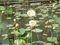 Clicca sull'immagine per ingrandirla

Nome:  fiori di loto.JPG
Visite: 996
Dimensione:  51.4 KB