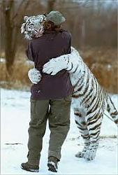 Clicca sull'immagine per ingrandirla

Nome:  tigre bianca.jpeg
Visite: 754
Dimensione:  8.9 KB