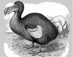 Clicca sull'immagine per ingrandirla

Nome:  dodo.gif
Visite: 886
Dimensione:  22.1 KB
