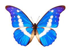 Clicca sull'immagine per ingrandirla

Nome:  farfalla.jpg
Visite: 1219
Dimensione:  22.7 KB